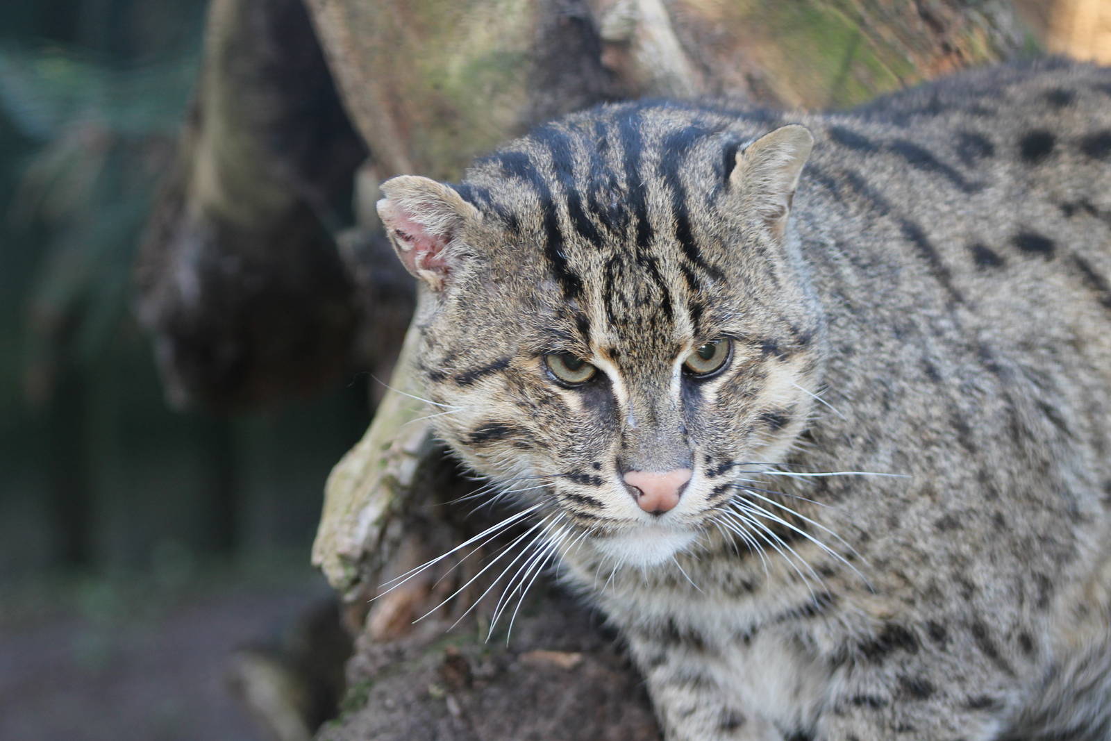 fishing cat