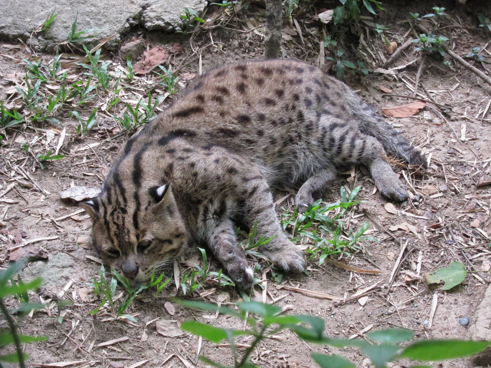 Fishing Cat