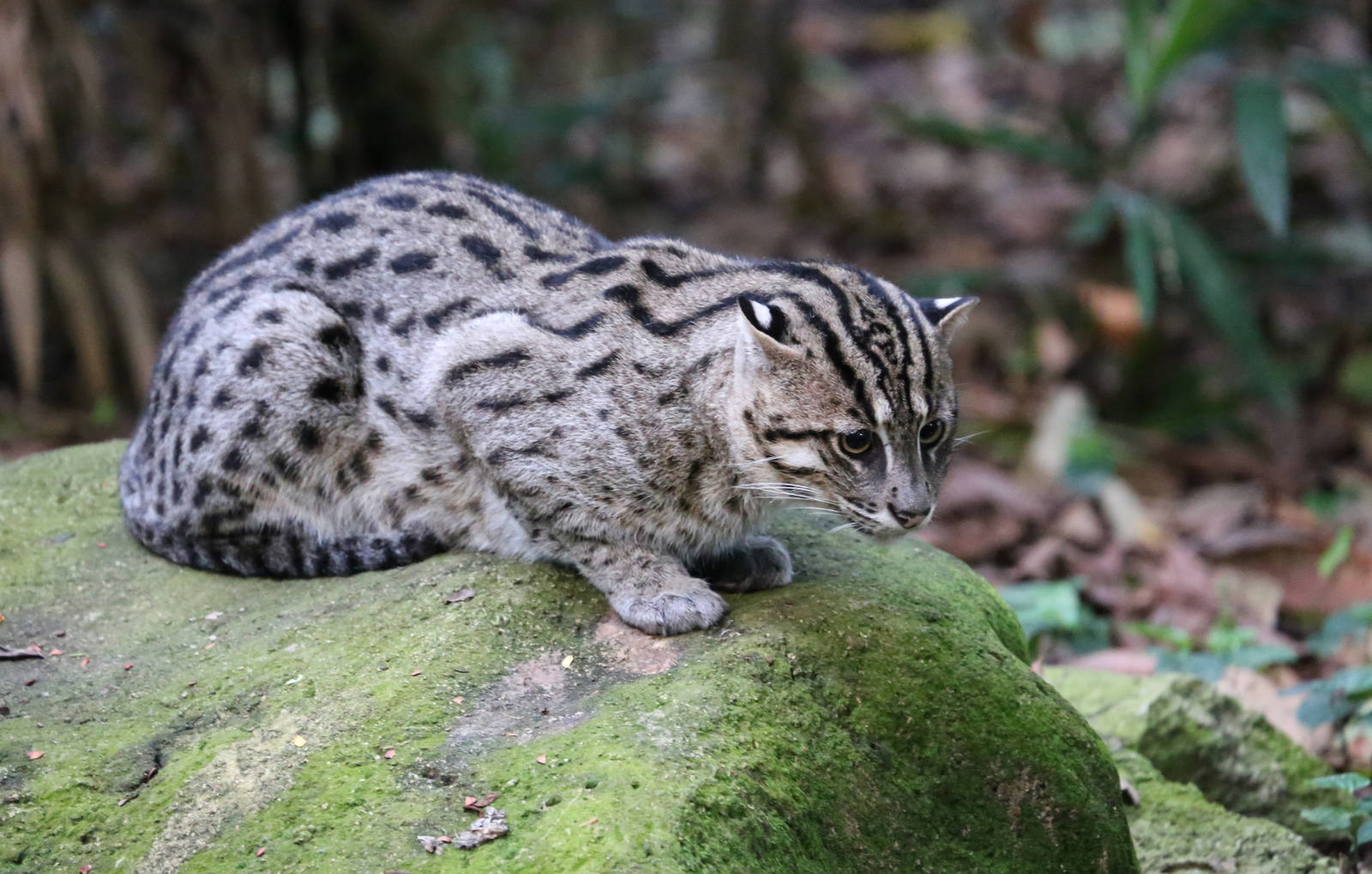 Fishing Cat