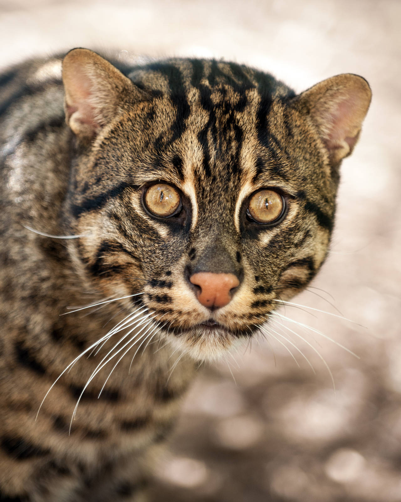 Fishing Cat