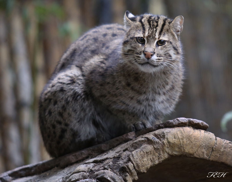 fishing cat