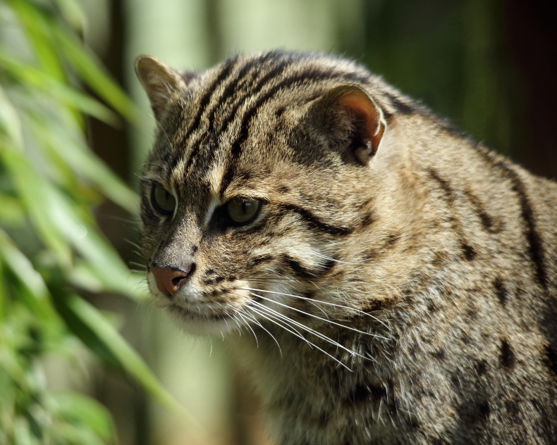 Fishing Cat
