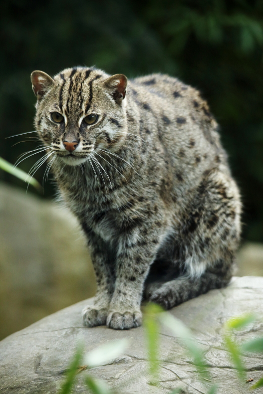 Fishing Cat