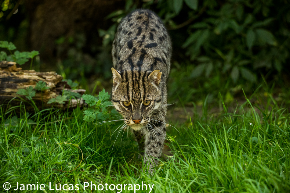 Fishing Cat