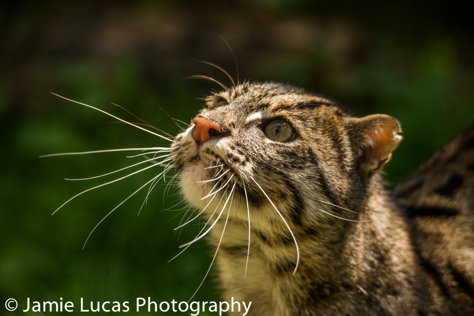 Fishing Cat