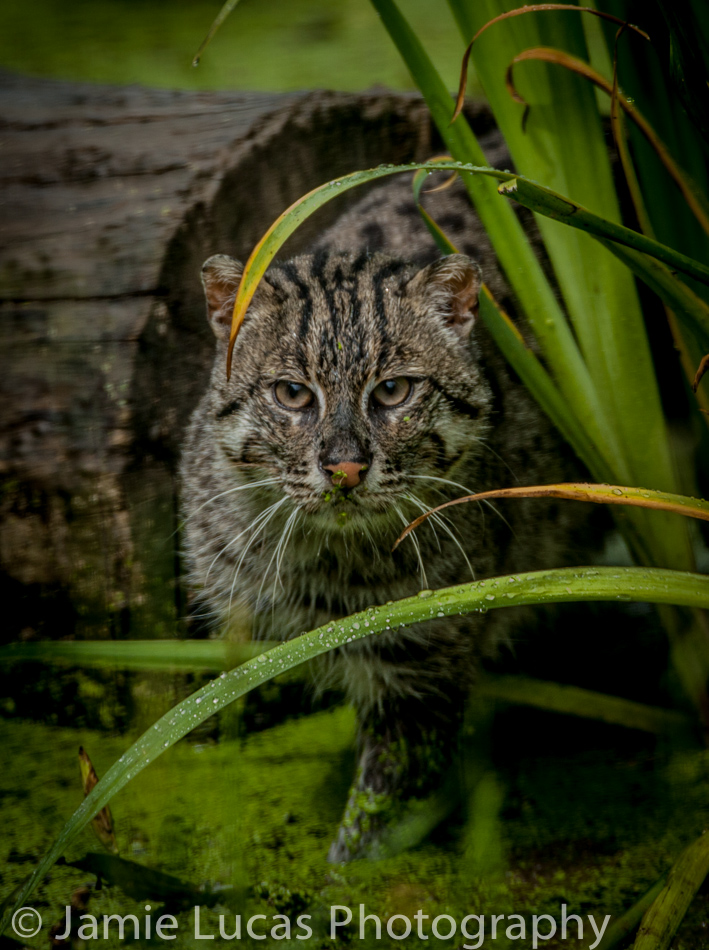 Fishing Cat
