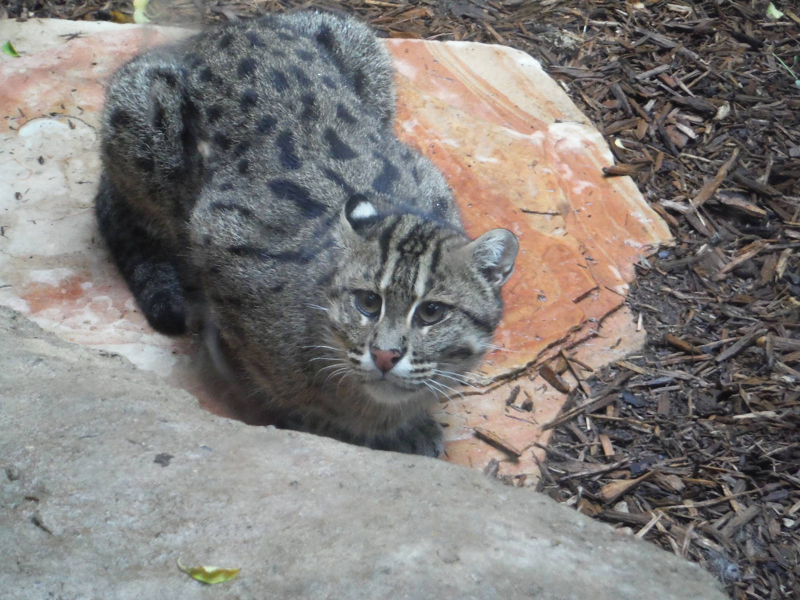 Fishing cat