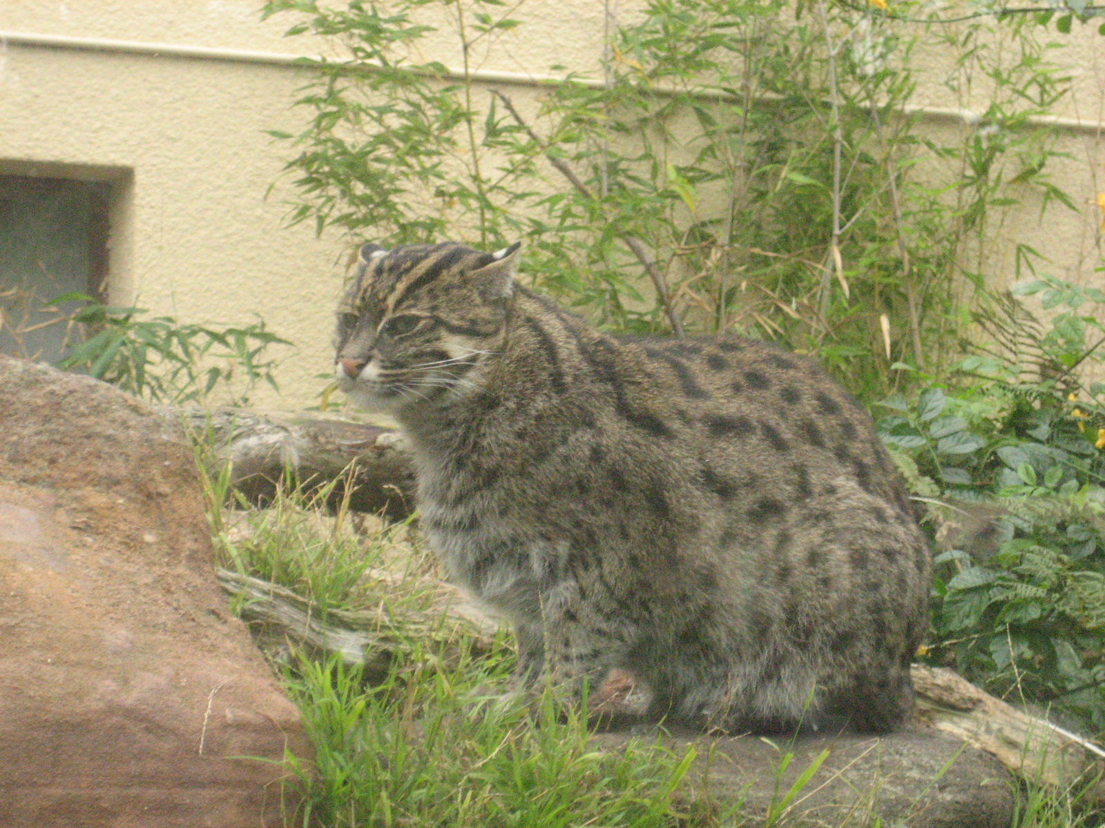 Fishing Cat