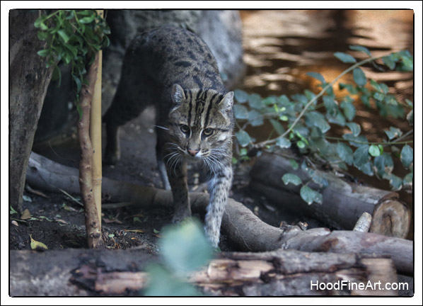 fishing cat