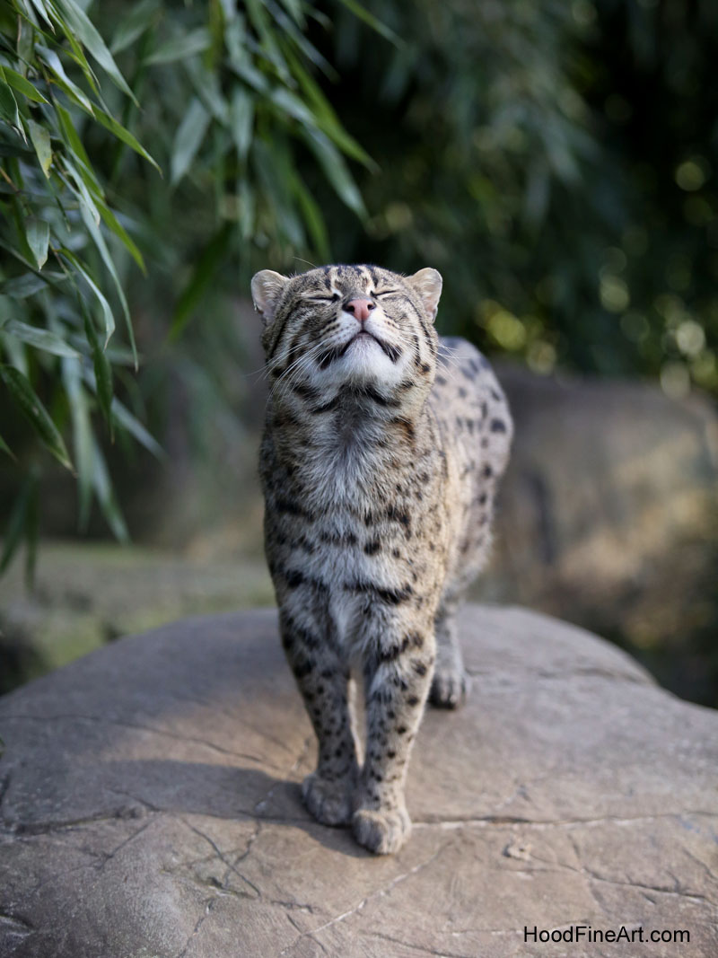 fishing cat