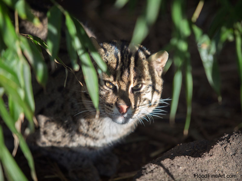 fishing cat