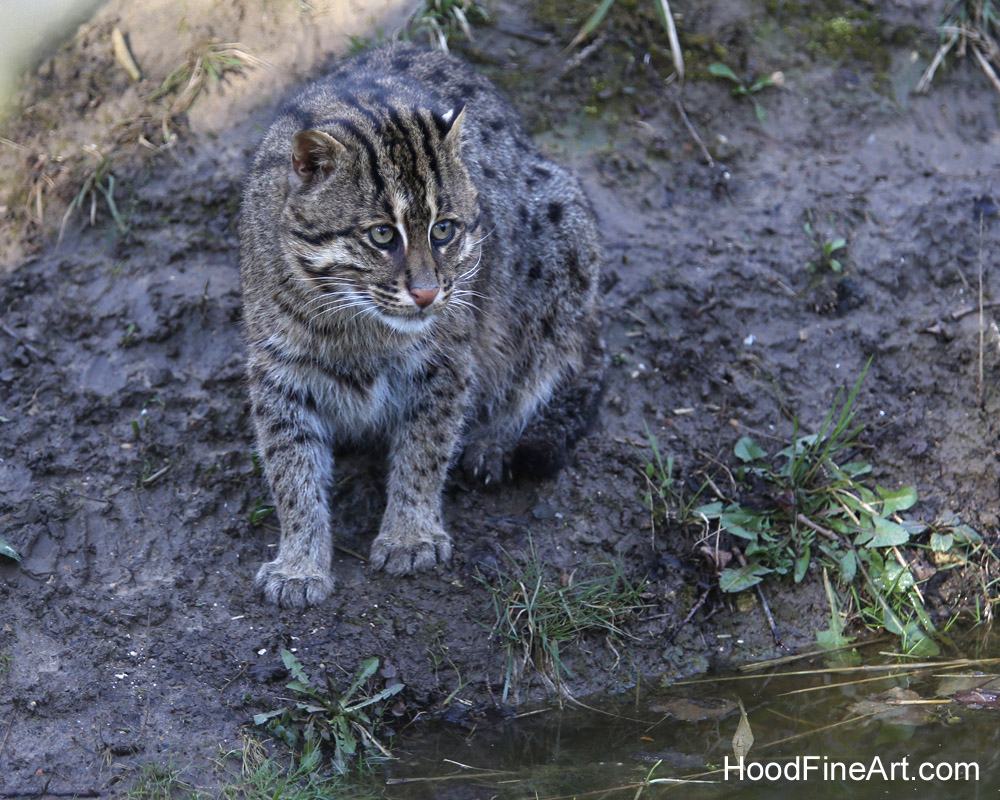 fishing cat