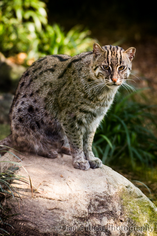 Fishing Cat