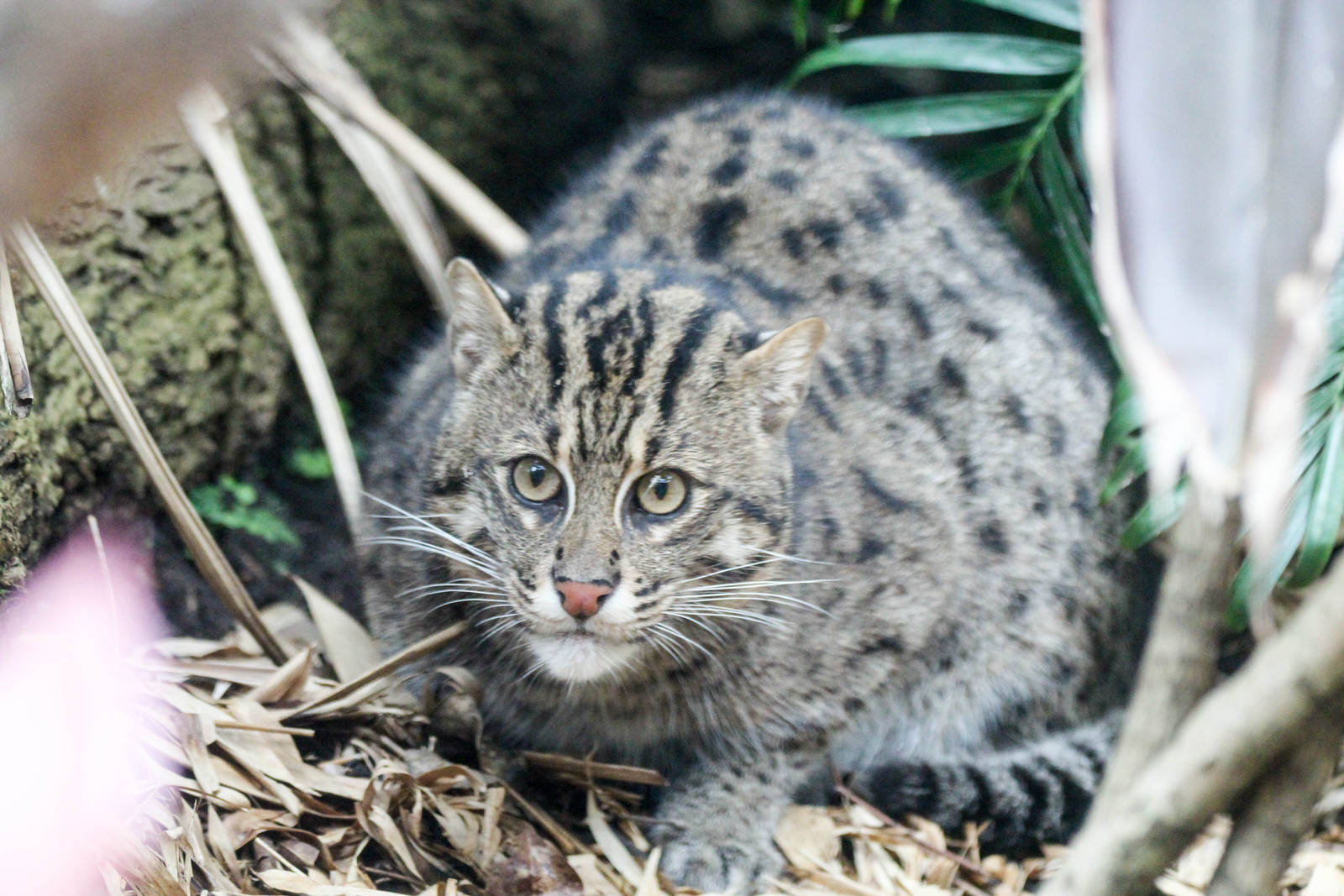 Fishing Cat