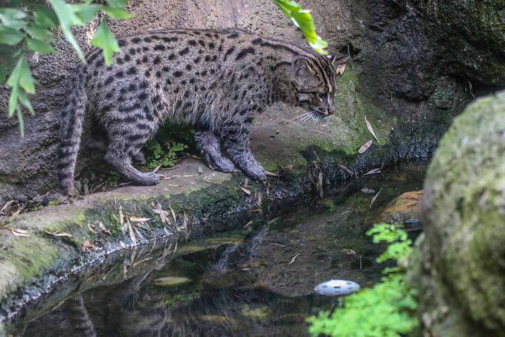 Fishing Cat