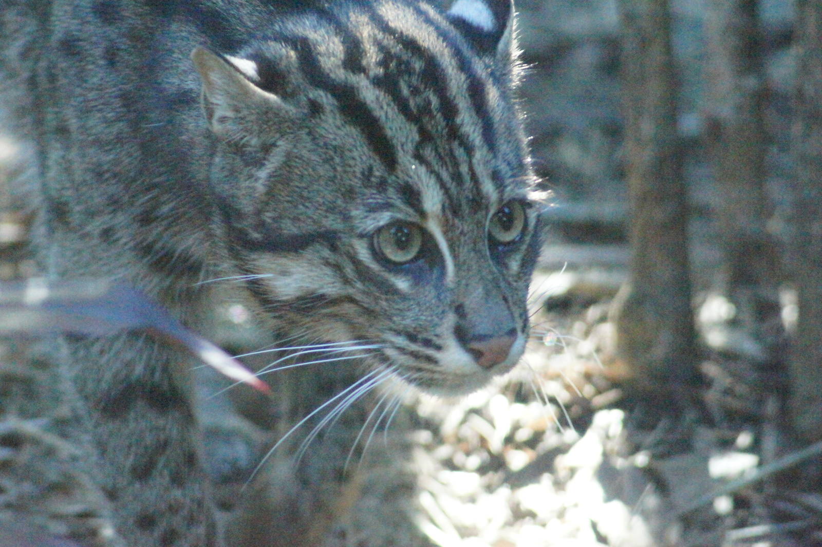 Fishing cat