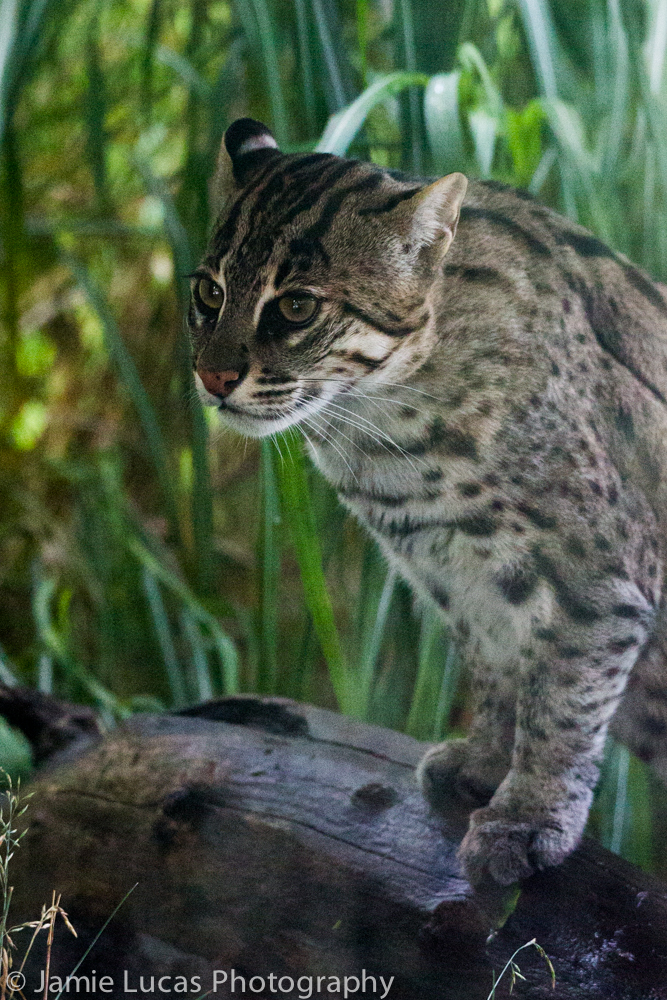 Fishing Cat