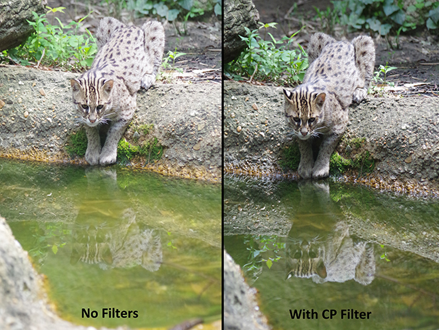 Fishing Cat