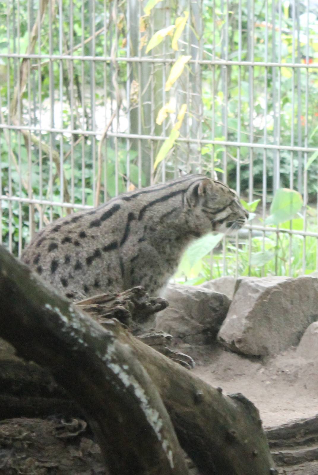 Fishing cat