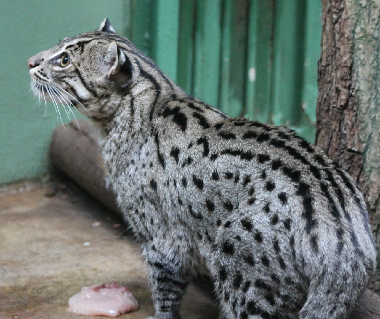 Fishing cat