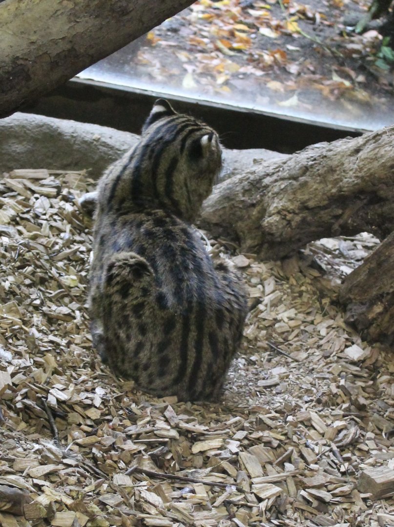 Fishing cat
