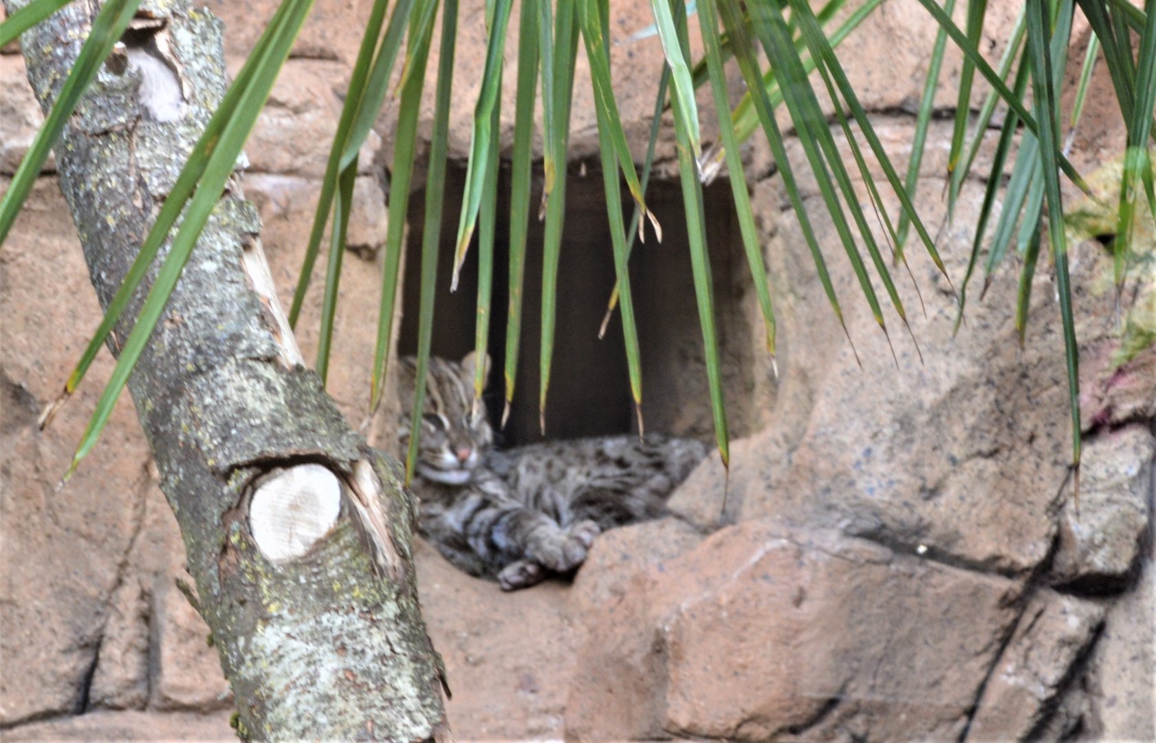 Fishing Cat