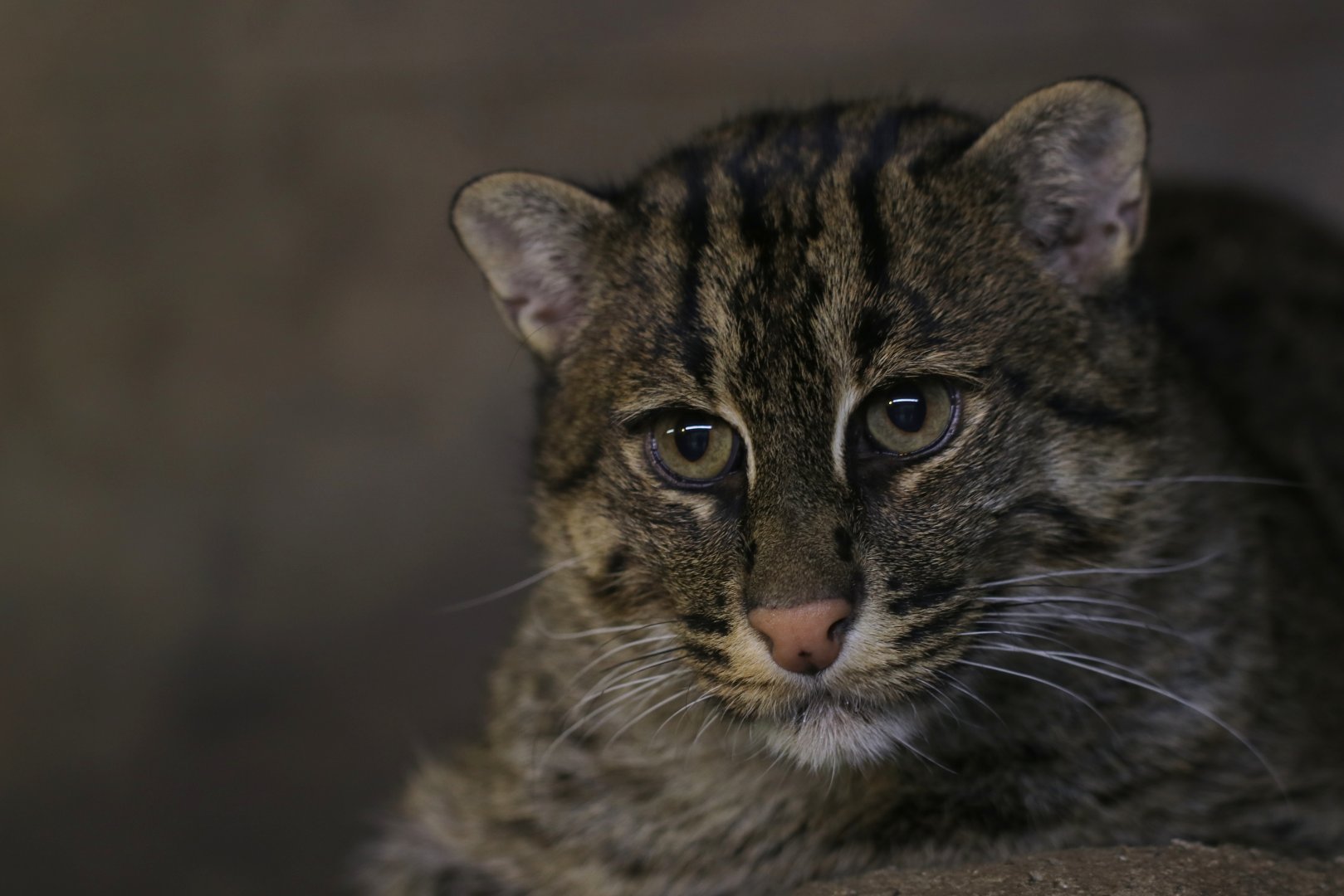 Fishing Cat