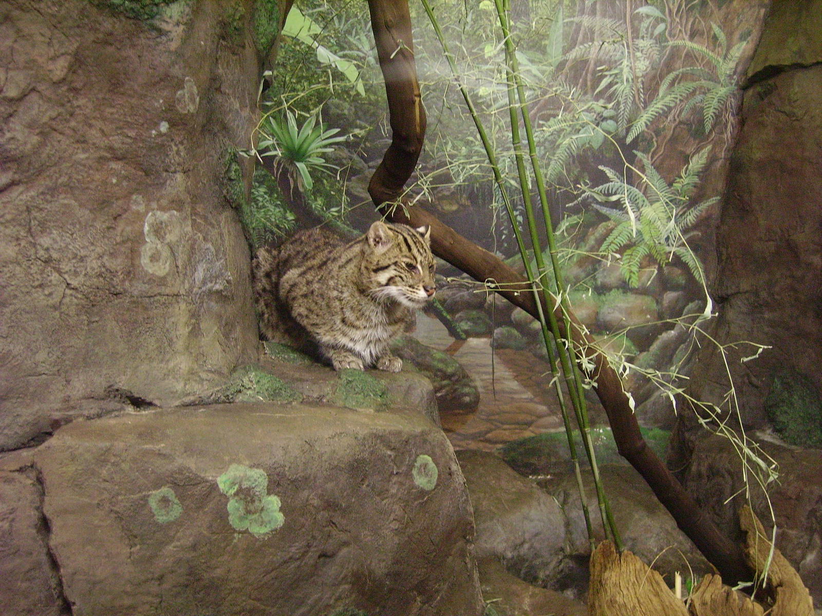 Fishing Cat