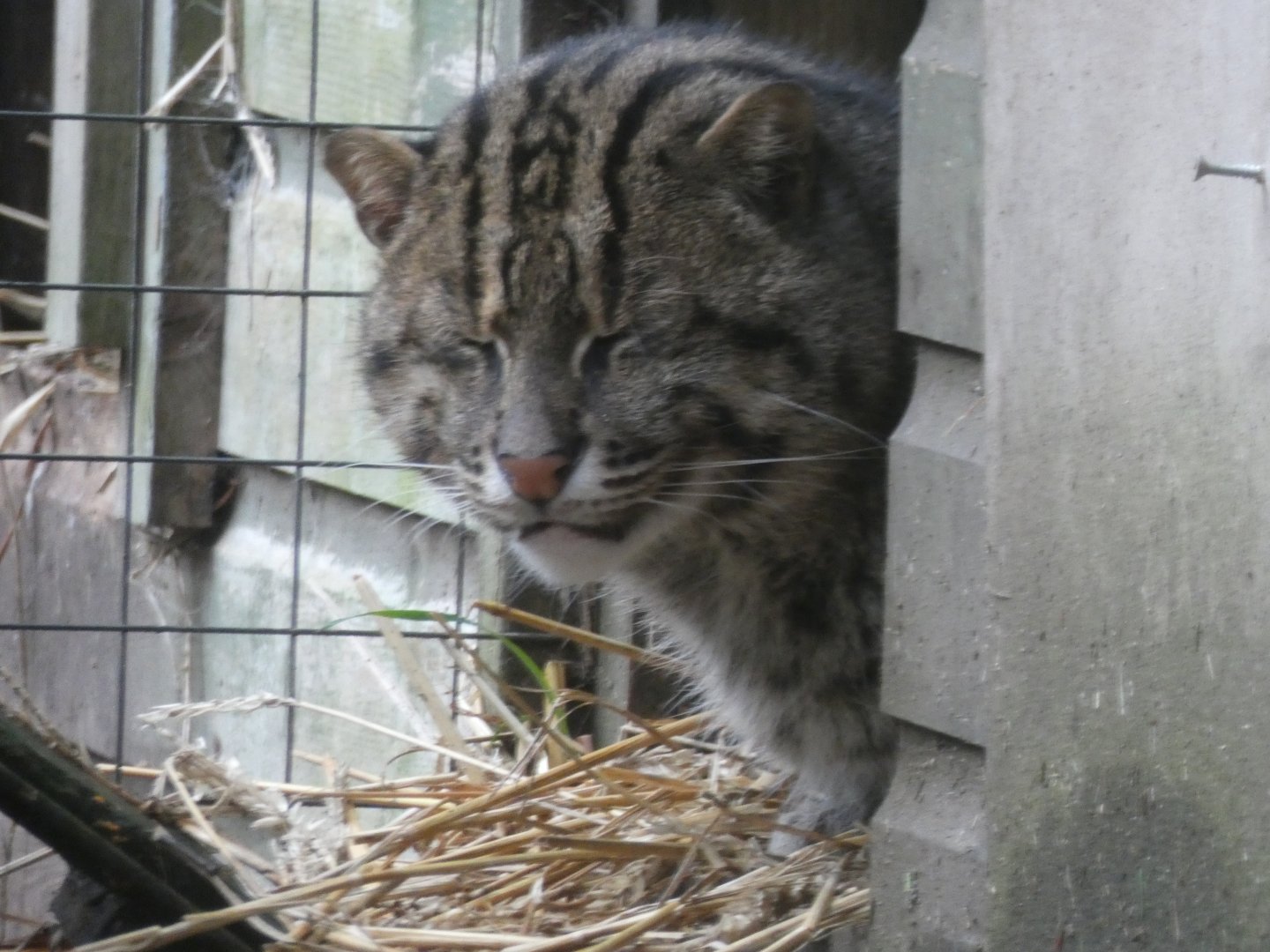 Fishing Cat