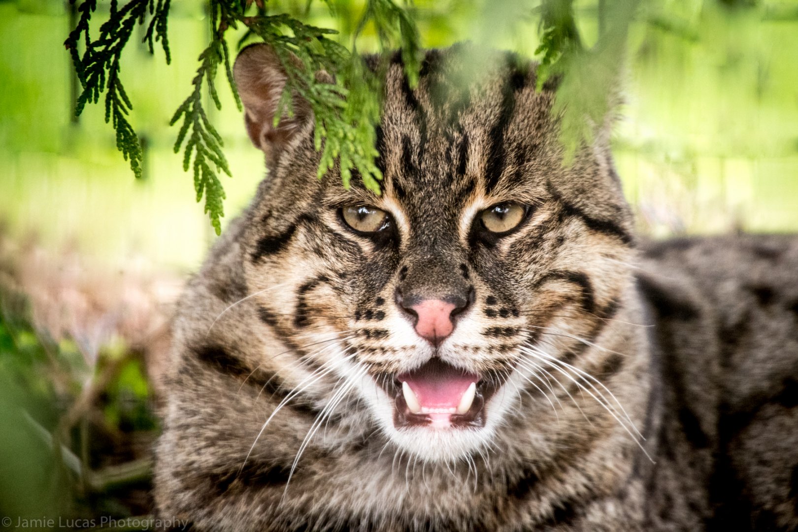 Fishing Cat