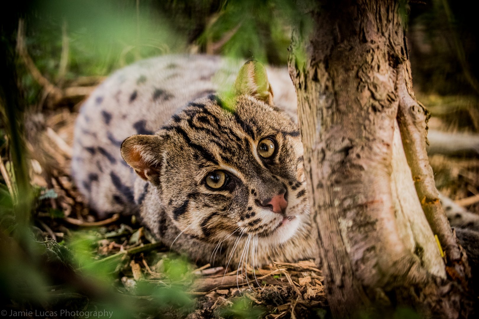 Fishing Cat