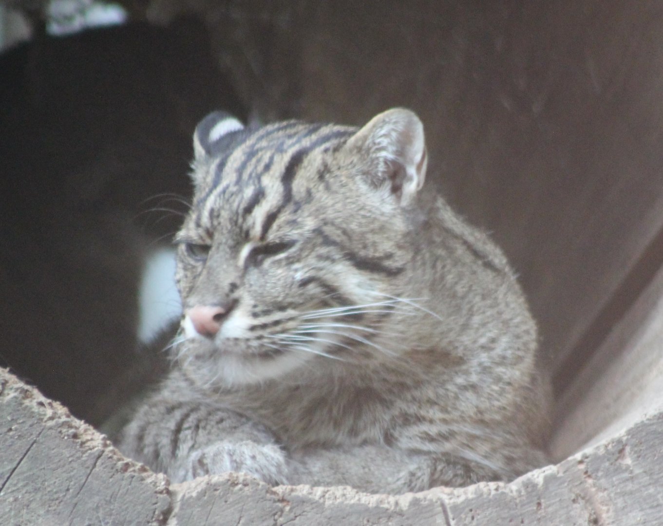 Fishing cat