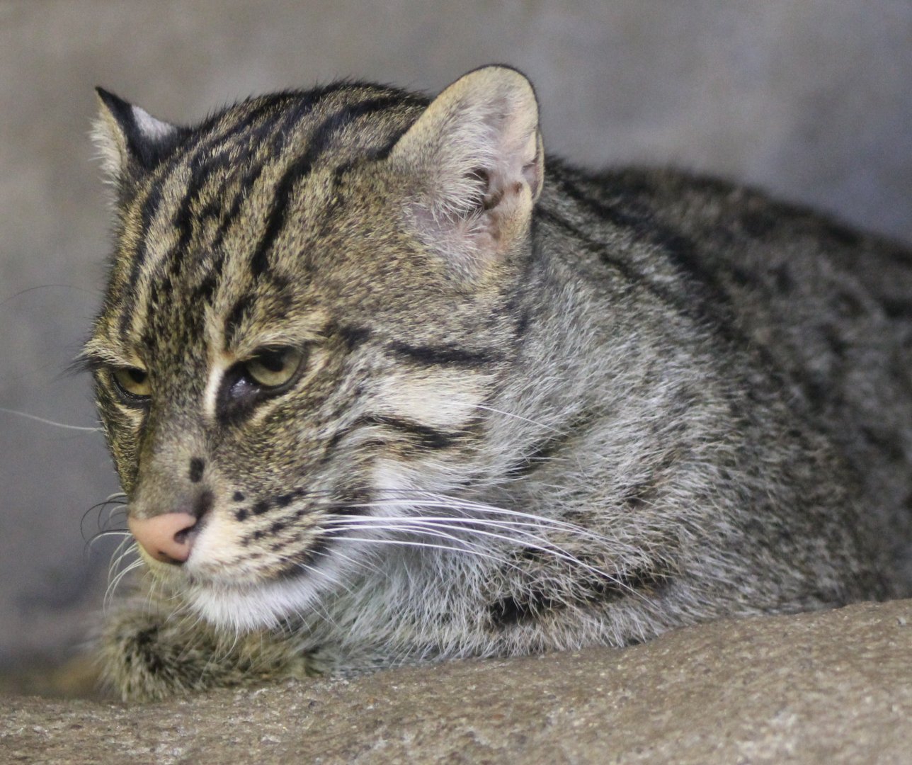 Fishing cat