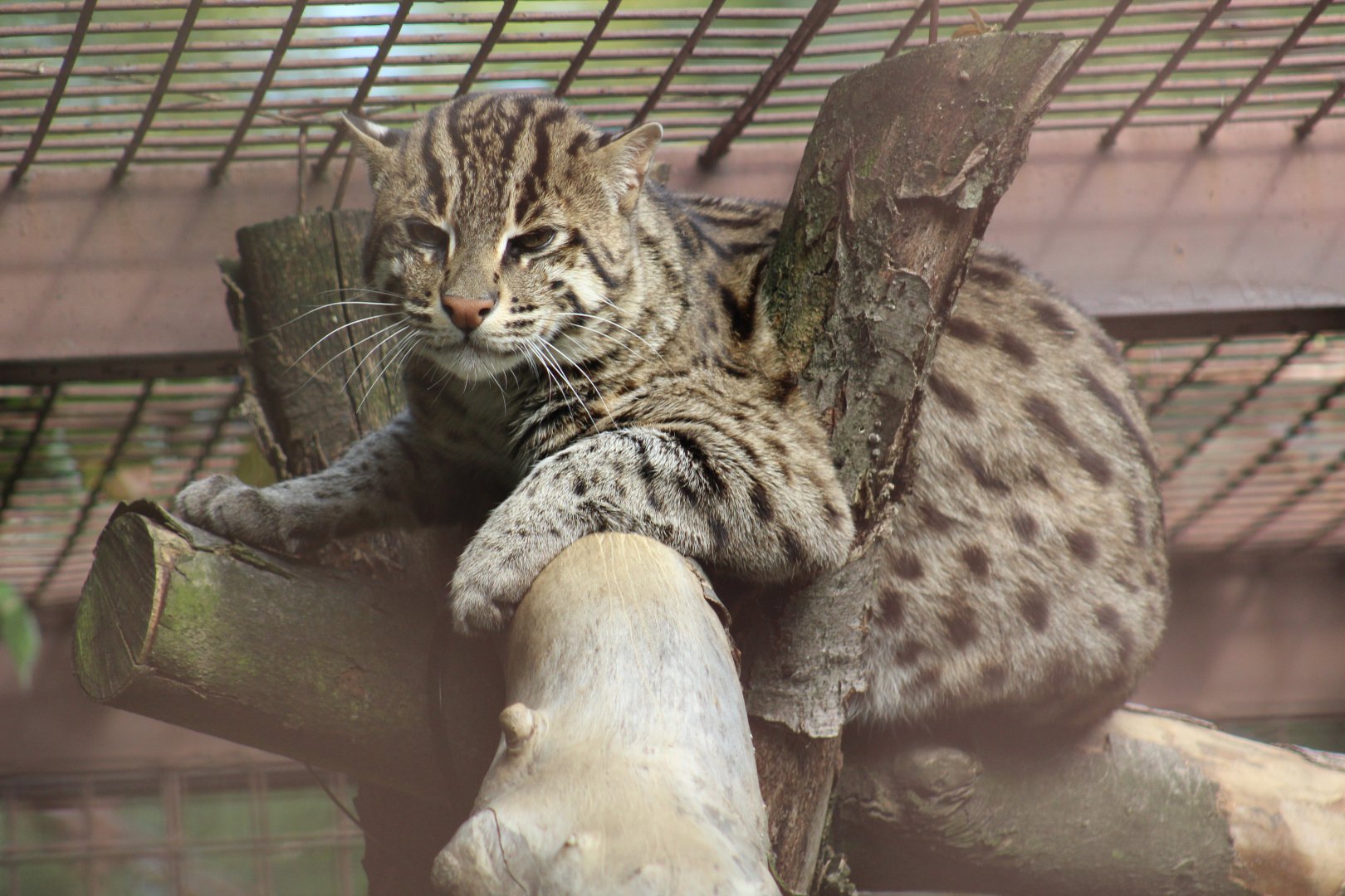 Fishing Cat
