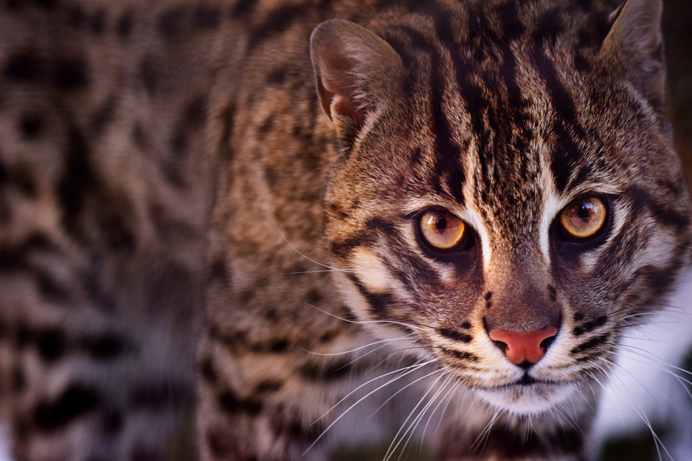 Fishing cat