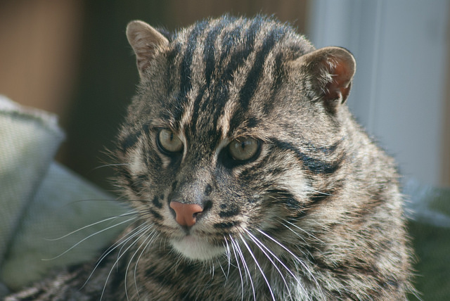 Fishing cat