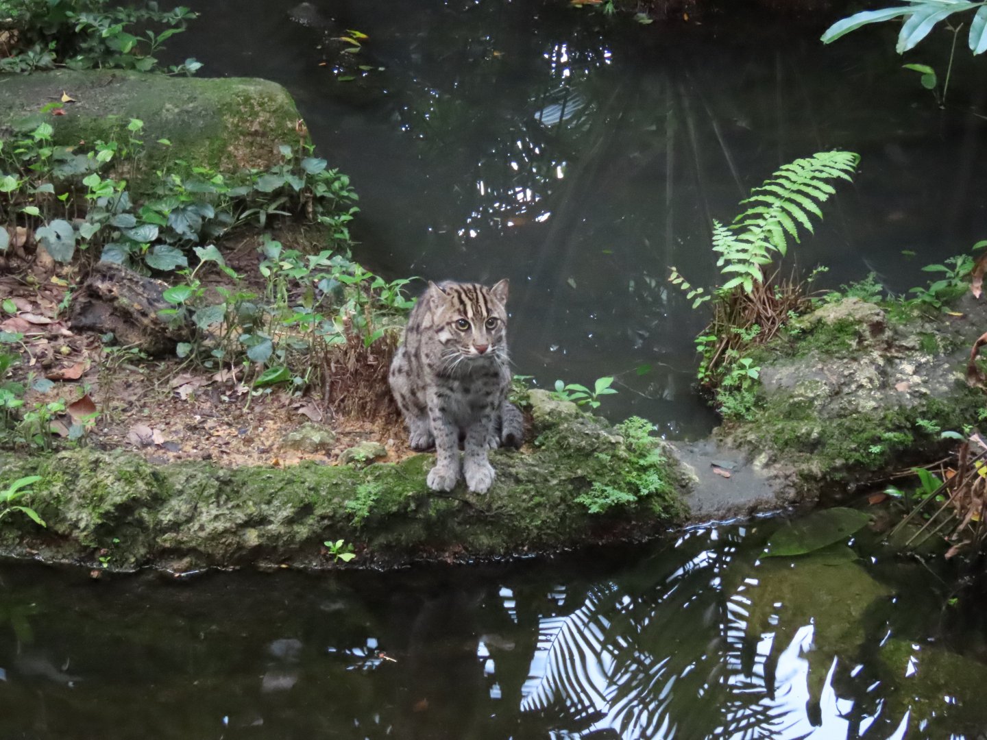 Fishing cat