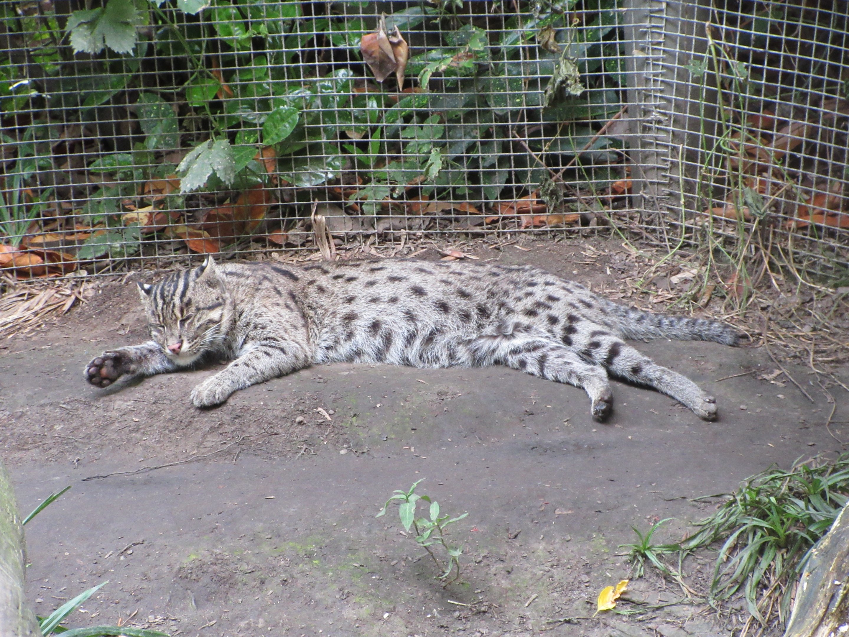 Fishing Cat