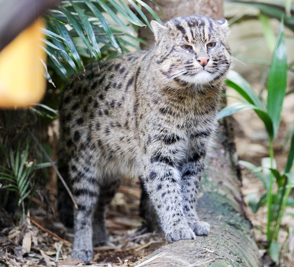 Fishing Cat