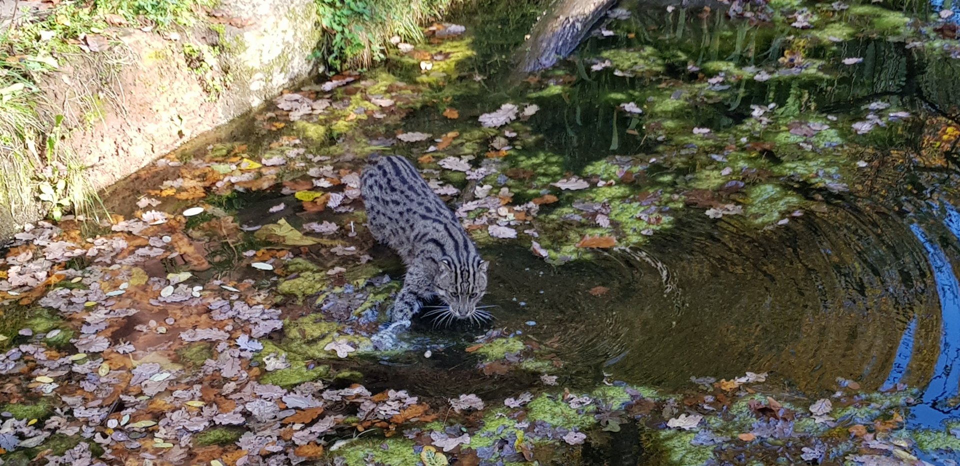 Fishing cat