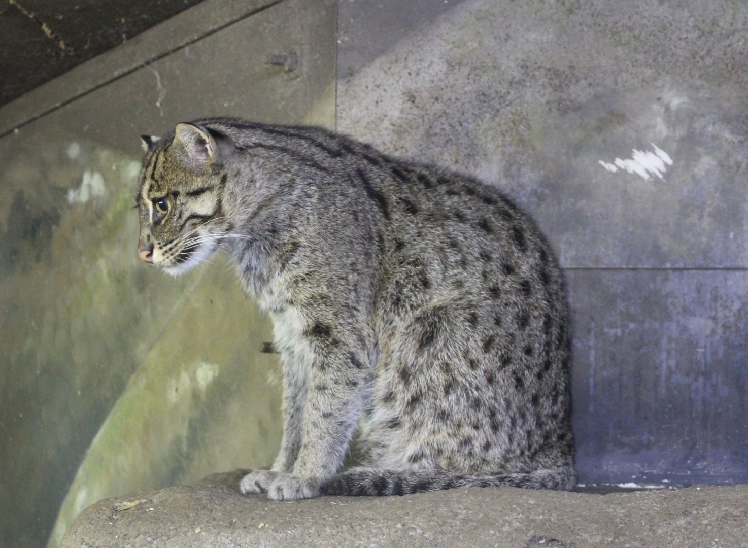 Fishing cat