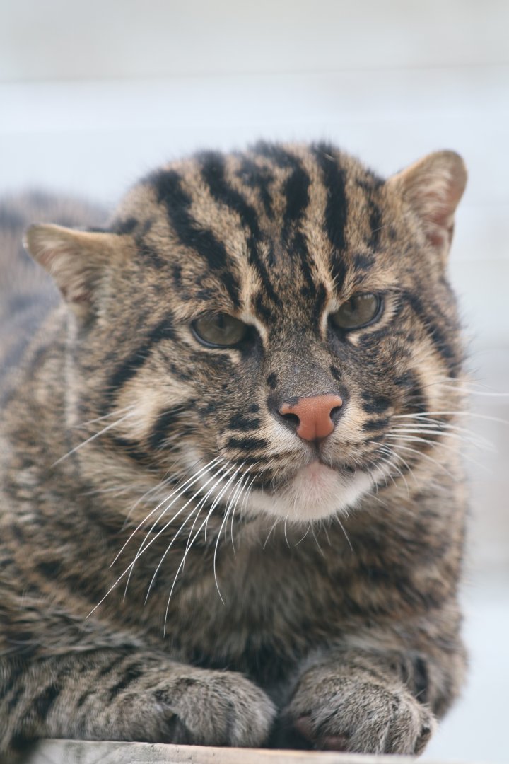 Fishing cat
