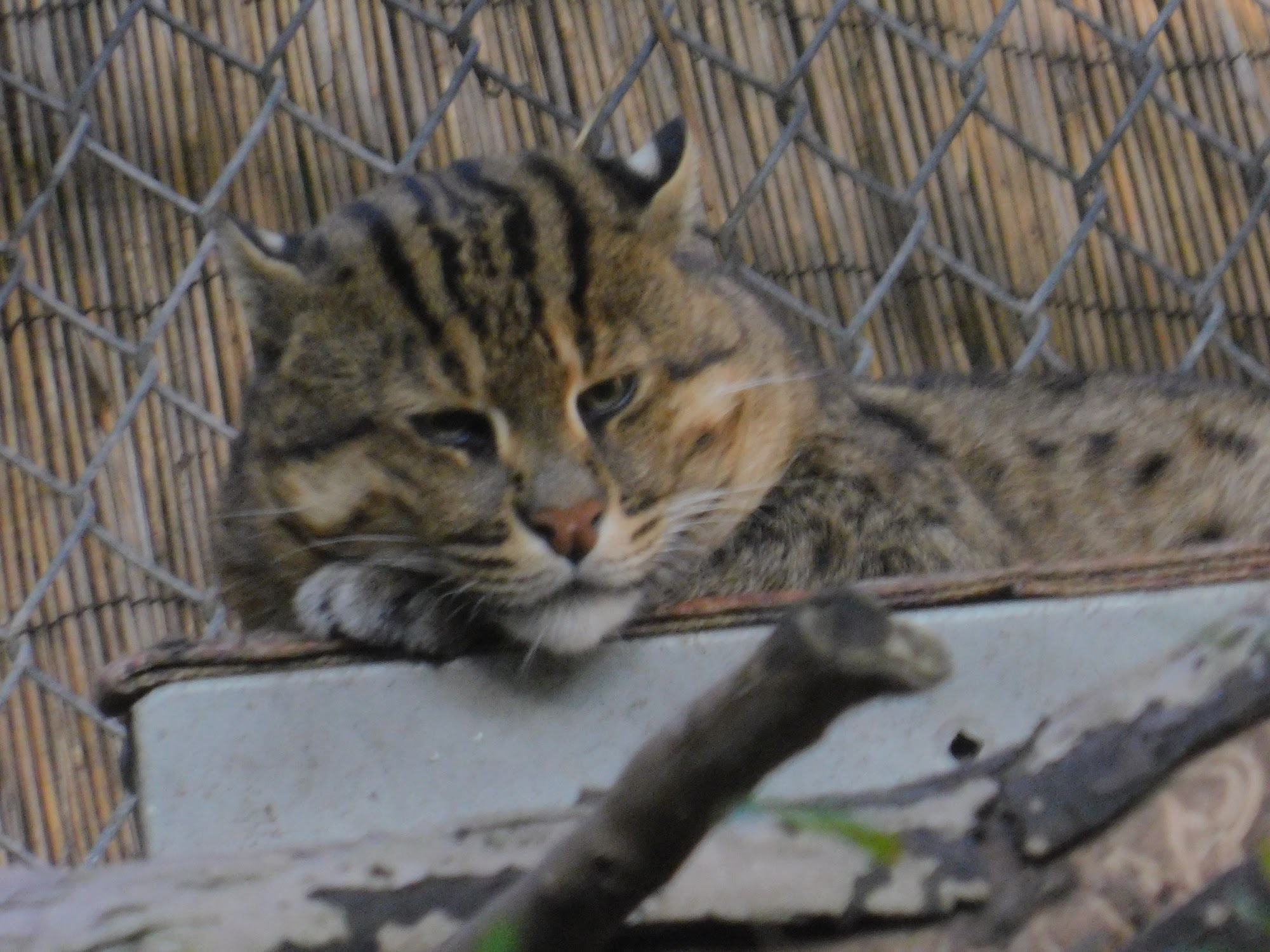 Fishing Cat