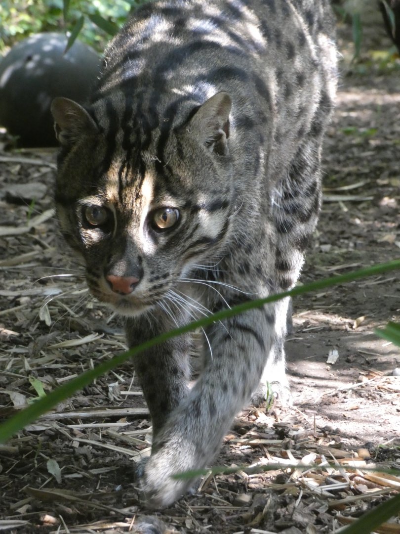 Fishing Cat
