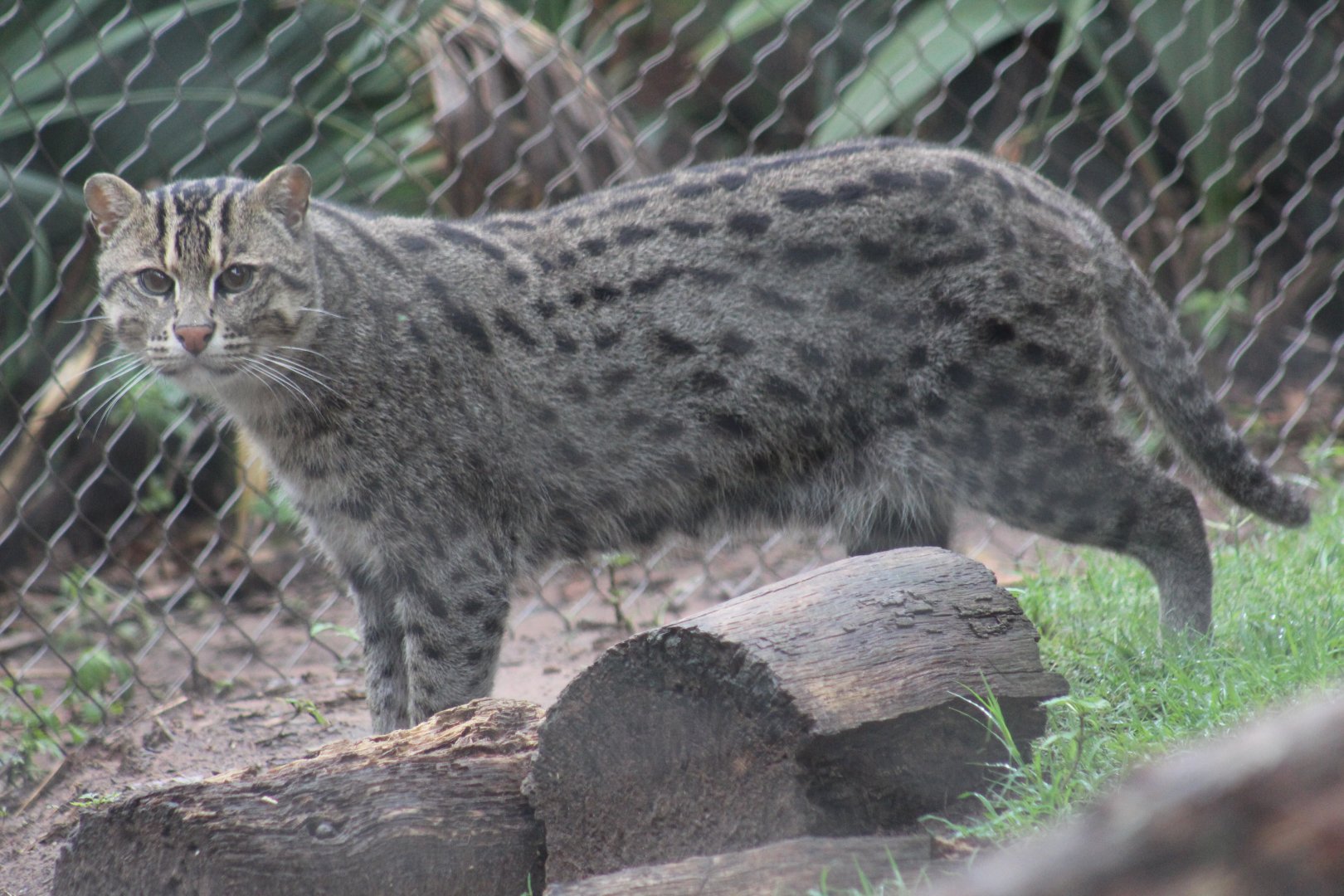 Fishing Cat