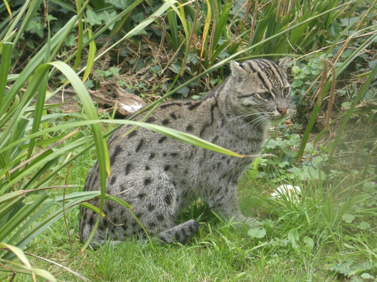 Fishing Cat
