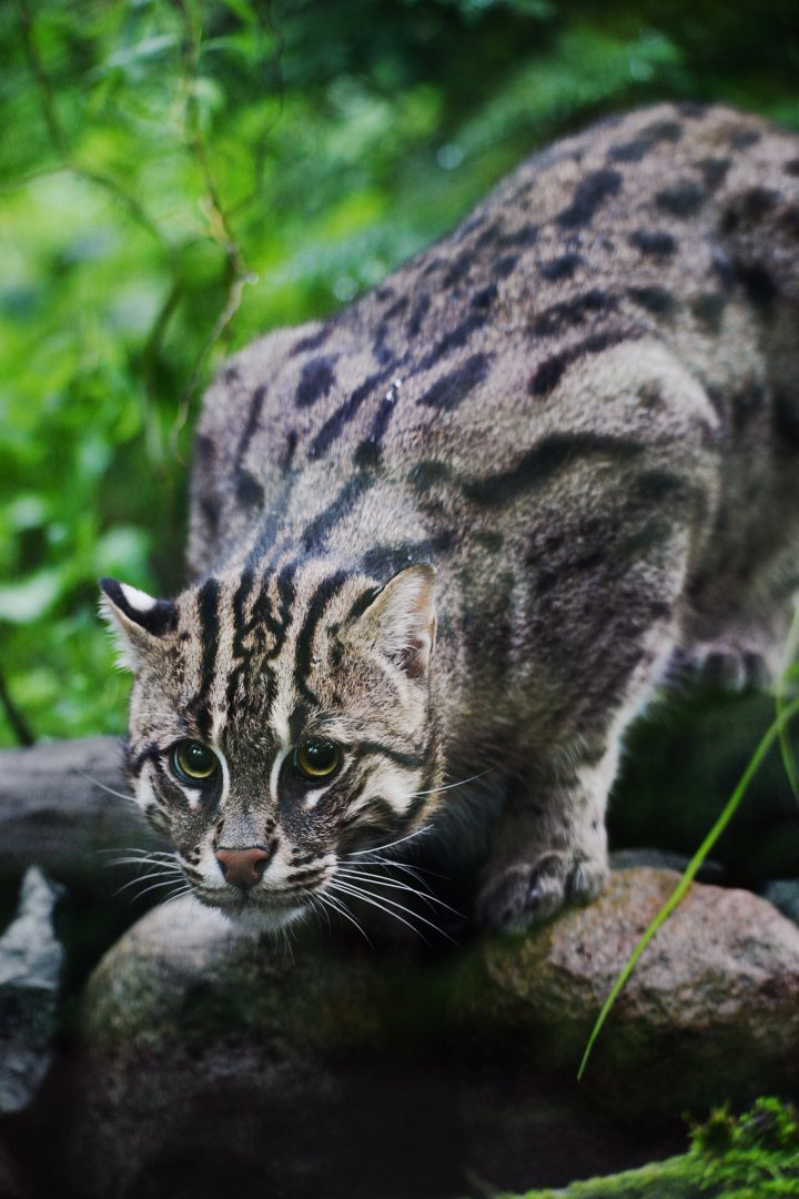 Fishing Cat