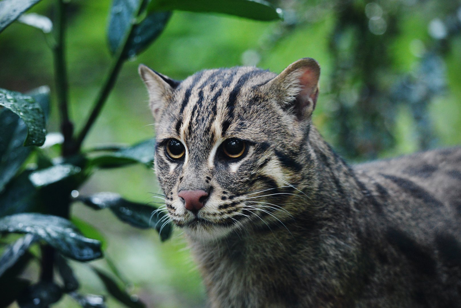 Fishing Cat