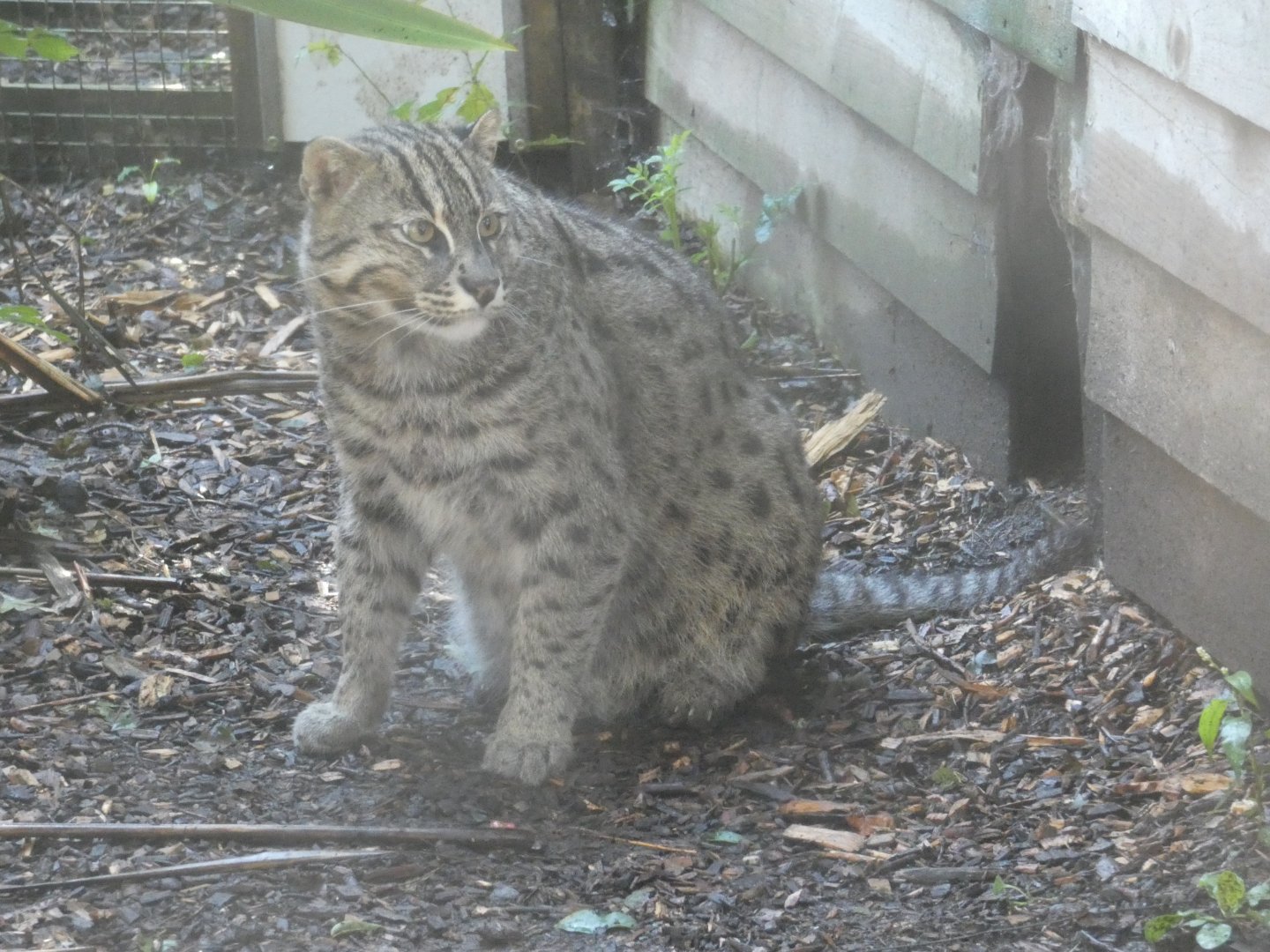 Fishing Cat