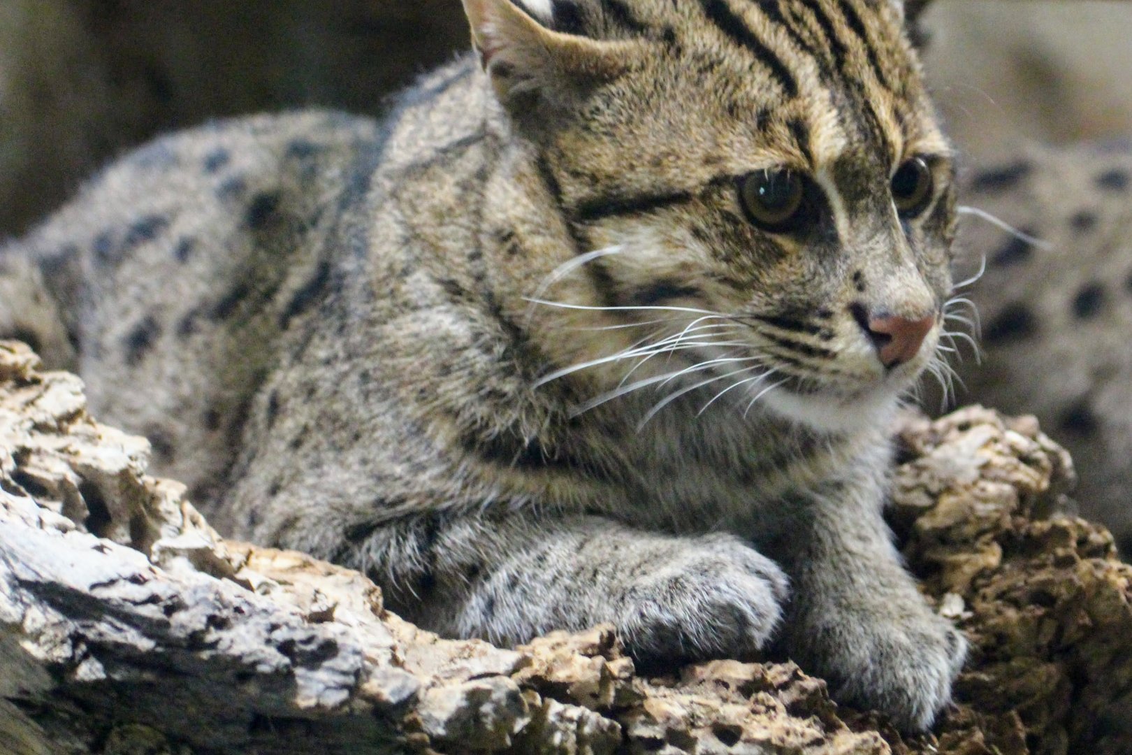 Fishing Cat